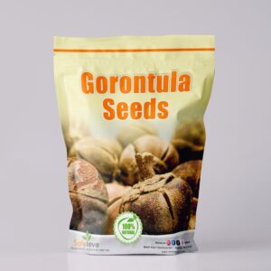 Fresh Gorontula/Snot Apple/Silky Kola/fruit/Thespesia Garckeana(Dried Fruits)